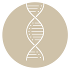 Humanized Type III Collagen